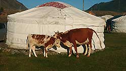 Кочевник