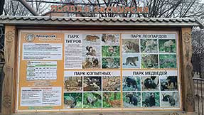 Сафари