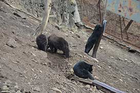 Сафари