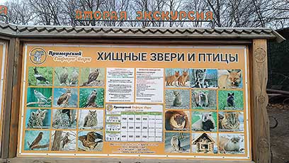 Сафари