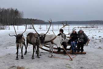 Олени