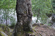 Карелия