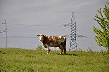Елец
