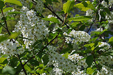 Куликово поле