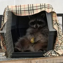Питер