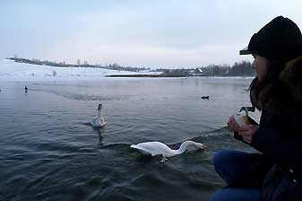 Изборск