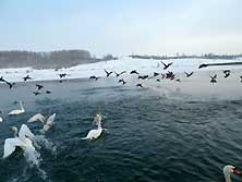 Изборск