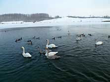 Изборск