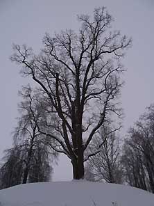 Псков