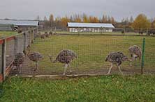 Изборск