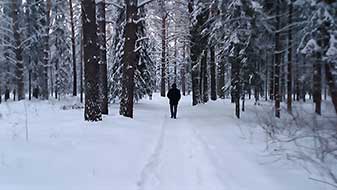 Дорога через лес Новосибирск
