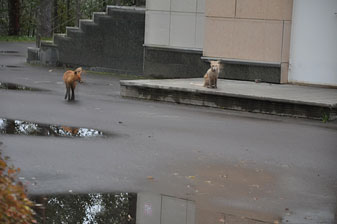 Валдай