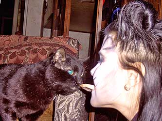 Cats