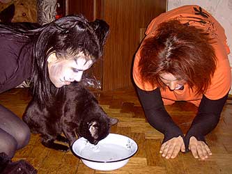 Cats