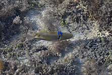 Море