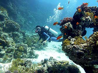 Red Sea - the best! Дайвинг