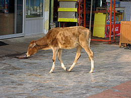 Агра