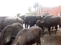 Агра