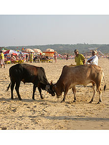 Кандолим
