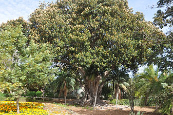 Mdina