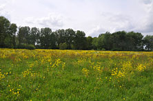 Фауна