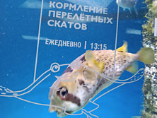 Москвариум