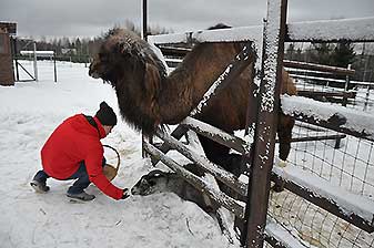 Альпаки
