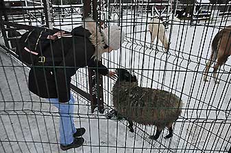 Альпаки