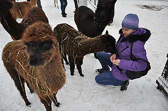 Альпаки