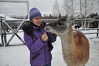 Альпаки