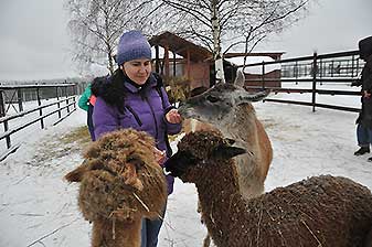 Альпаки