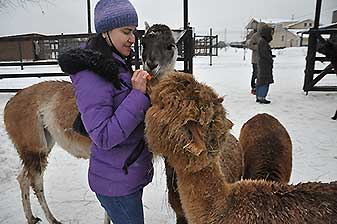 Альпаки