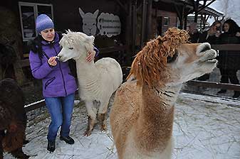 Альпаки