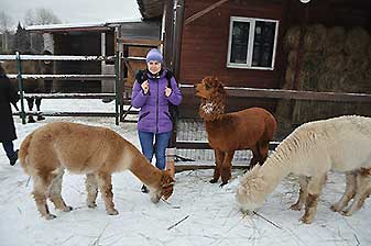 Альпаки