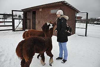Альпаки