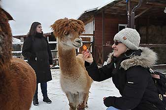 Альпаки
