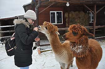 Альпаки