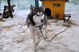 Хаски