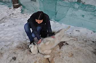 Хаски