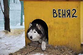 Хаски