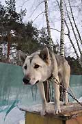 Хаски