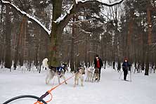 Хаски