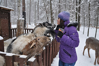 Ковчег