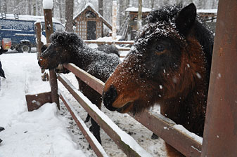 Ковчег