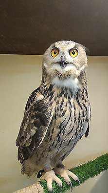 Owldom