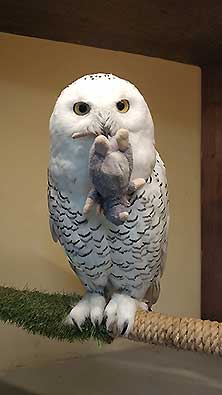 Owldom