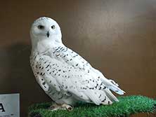 Owldom