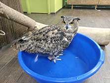 Owldom