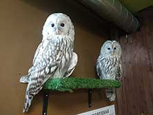 Owldom