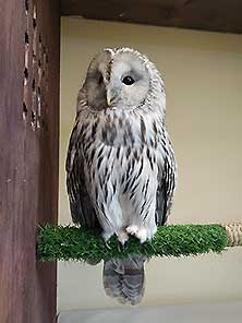 Owldom